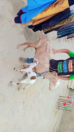 4dant Tapri bakri Bache k sath