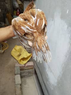 cross parrot beak aseel