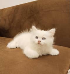 Persian female kitten
