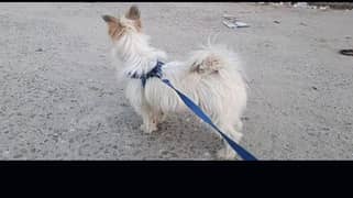 Poddle Trained Male  Exchange Possible