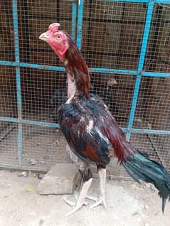 Aseel rampuri