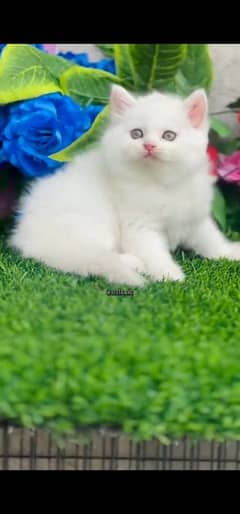 blue eyes white Persian kitten|Triple long coat |WhatsApp. 03250387943