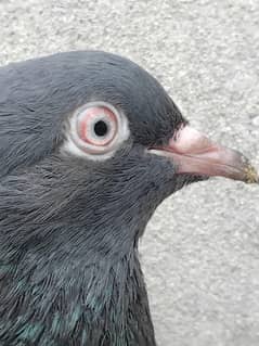 pigeon