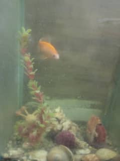aquarium for sale