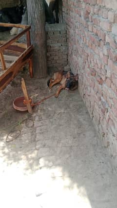 Belgium Malinois