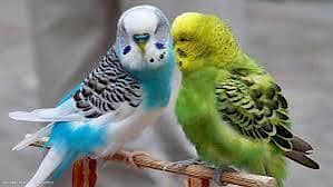 austrelia parrots pairs available in normal price