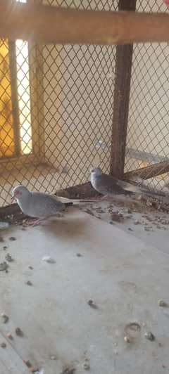 diamond dove