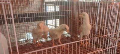 Oshamu chicks of 8 to 9 days old are available