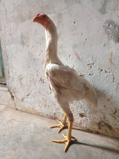 pure white o shamo paper white male good quality