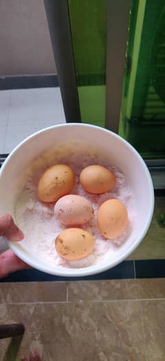 Black O Shamo fresh eggs available  loc lahore