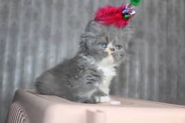 persian cat / persian kitten / coated cat  / piki face / punch face