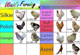 Eggs Chicks Breeders Fancy Aseel Chicken Ubaid Farming O33357I57I7
