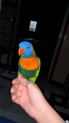 Rainboo lori