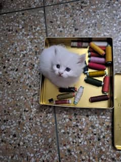 tripple long coat /persian  kitten