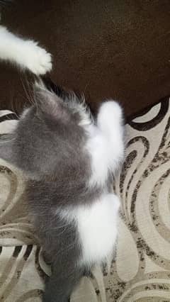Persian kittens