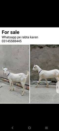 4 dant tedi bakri cross