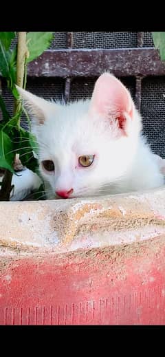 persian