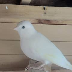 canary pir