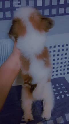 shipoo and Russian puppies