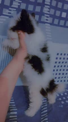 shipoo puppies pair available in cheapest rate dono ek Sath dene hain