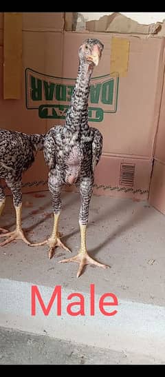 King size shamo | coco shamo | high quality | Shamo chicks