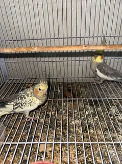 Cockatiel