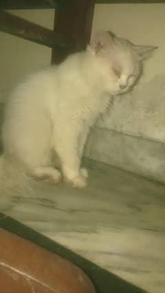 Persian