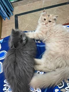 for