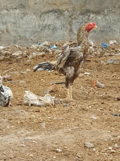 aseel Indian parrot breed cross  all okay full activ murge cross start
