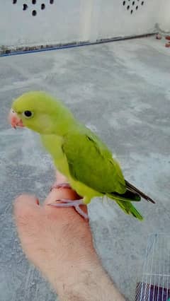 03369510495 Green handtame  parrot chick