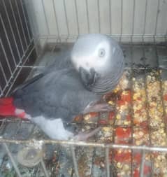 African grey 