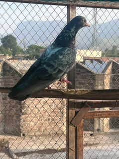 pigeon