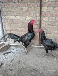 Aseel murga