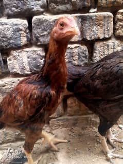 it is pure miawali with good looking and height
