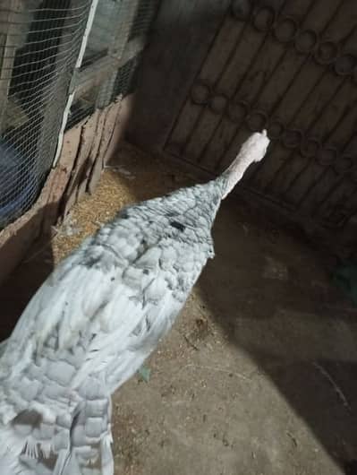 original blue turkey  full vaccinated