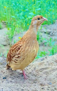 Dakhni Titer