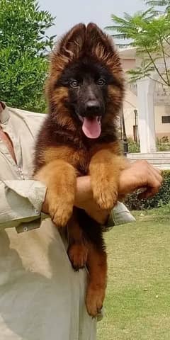 German Shepherd puppies 03255520926