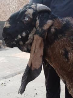 shaira beetal bakra