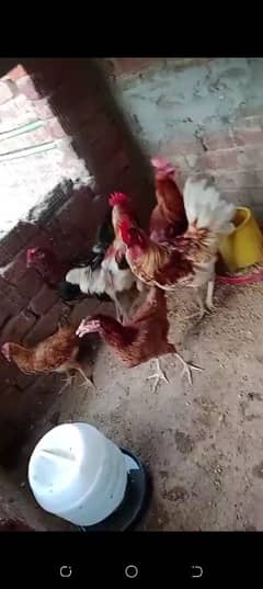 desi mal for sal