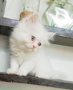 3 beautiful kittens