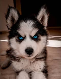 Husky puppies 03198435459