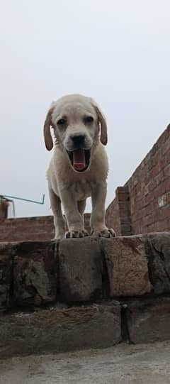 Labrador
