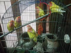 yellow lotino and Australian parrots