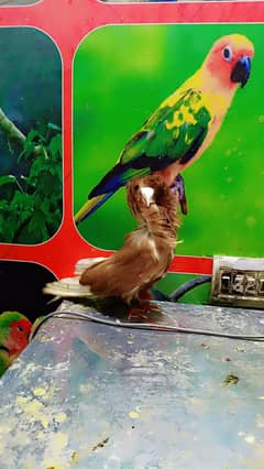 reasonable price 5000 urgent sale