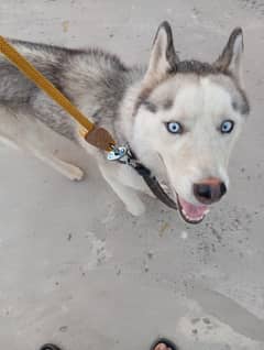 Husky