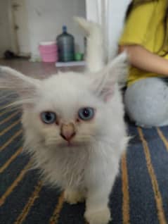 blue colour eyes pure kitten urgent sale