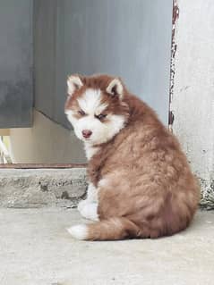 Siberian husky puppies