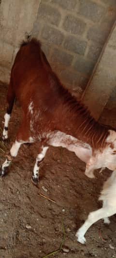 2 dant breeder available for sale