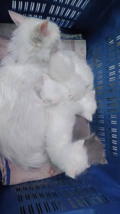 Kittens for sala