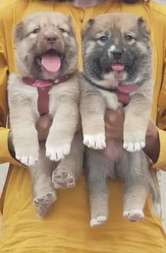 king kurdish kangal security dog pair 2 month for sale